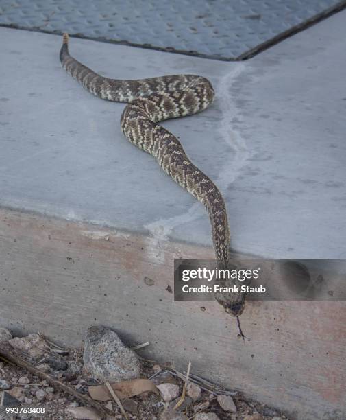 western diamondback rattlesnake - staub stockfoto's en -beelden