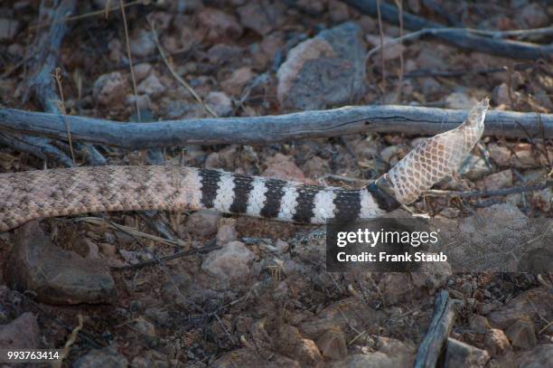 western diamondback rattlesnake old skin. - pima county foto e immagini stock