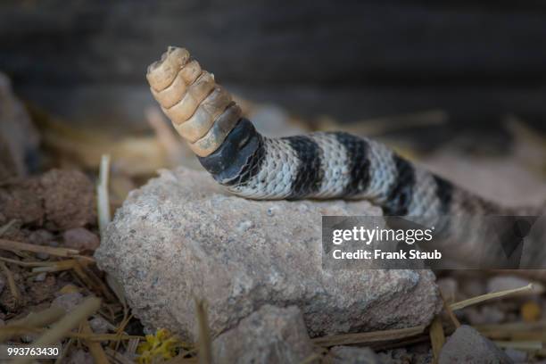 western diamondback rattlesnake - staub stockfoto's en -beelden