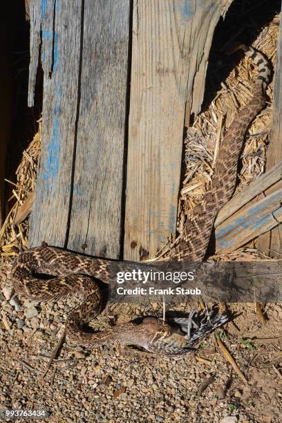 western diamondback rattlesnake - staub stockfoto's en -beelden