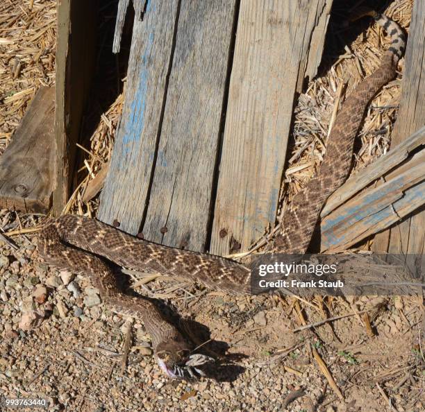 western diamondback rattlesnake - western diamondback rattlesnake stock pictures, royalty-free photos & images