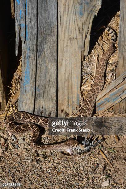 western diamondback rattlesnake - pima county foto e immagini stock