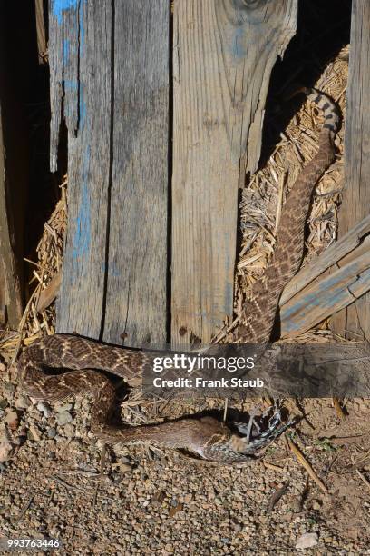 western diamondback rattlesnake - staub stockfoto's en -beelden