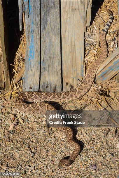 western diamondback rattlesnake - pima county foto e immagini stock