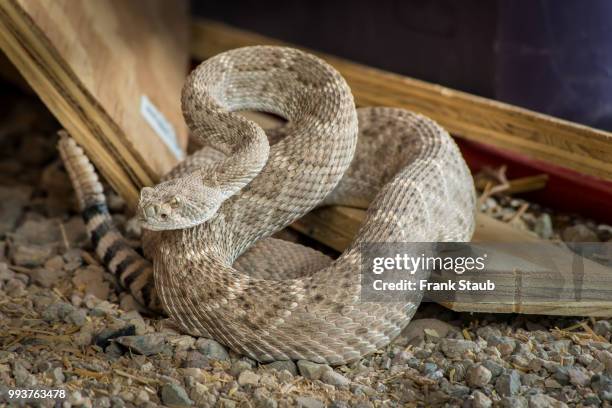 western diamondback rattlesnake - staub stockfoto's en -beelden