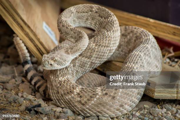 western diamondback rattlesnake - pima county foto e immagini stock