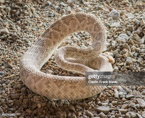 western diamondback rattlesnake - pima county foto e immagini stock