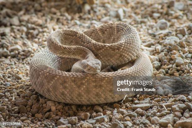 western diamondback rattlesnake - pima county foto e immagini stock