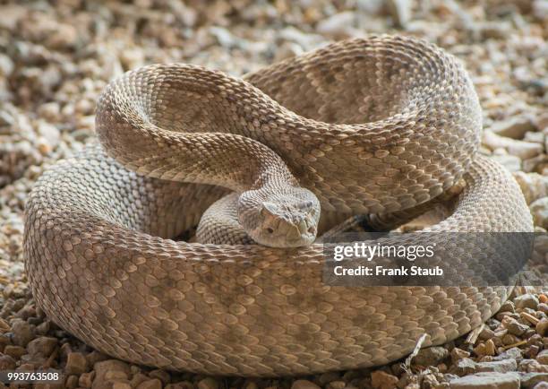 western diamondback rattlesnake - pima county foto e immagini stock