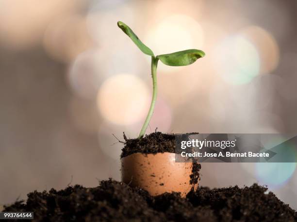 eggshell used as flower pot with a small plant growing in his interior - pot plant stock pictures, royalty-free photos & images