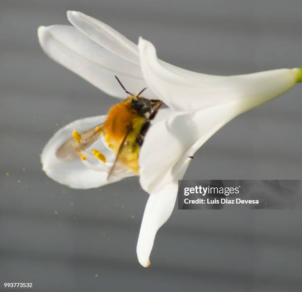 bumblebee sucking white agapanthus - pollen basket stock pictures, royalty-free photos & images