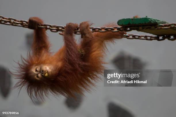 baby sumatran orangutan - orangutan in jakarta stockfoto's en -beelden