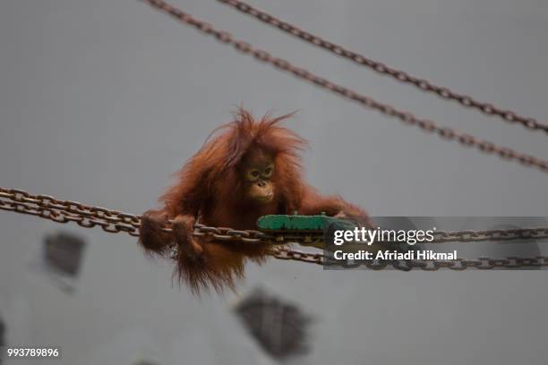 baby sumatran orangutan - orangutan in jakarta stock pictures, royalty-free photos & images