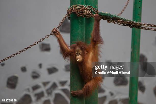 baby sumatran orangutan - orangutan in jakarta stock pictures, royalty-free photos & images