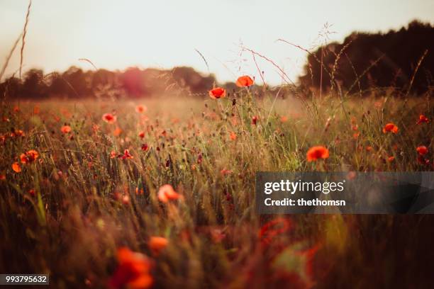 field of grass plants and poppies during sunset, germany - red poppy stock pictures, royalty-free photos & images