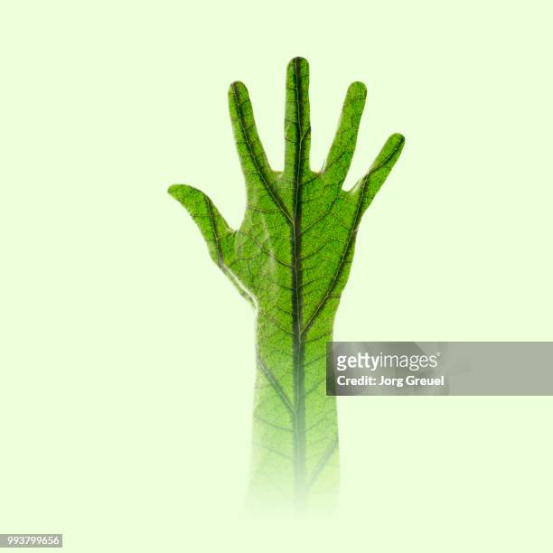 hand and leaf - comportamientos de la flora fotografías e imágenes de stock