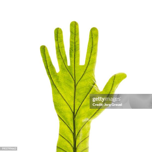 hand and leaf - comportamientos de la flora fotografías e imágenes de stock