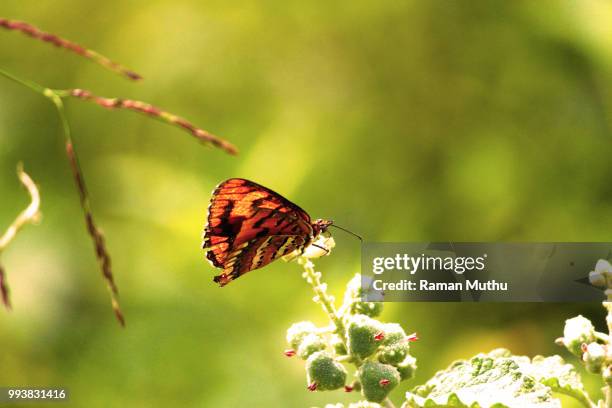 butterfly 2nd ver - ver stock pictures, royalty-free photos & images