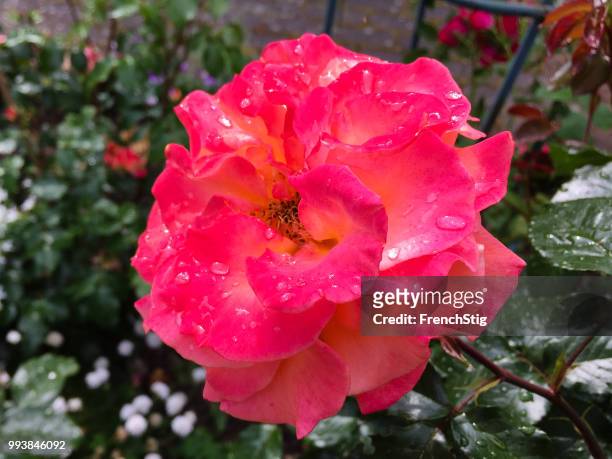 grandma's rosegarden - stig stock pictures, royalty-free photos & images