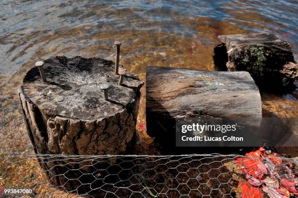 stumped - colyton stock pictures, royalty-free photos & images