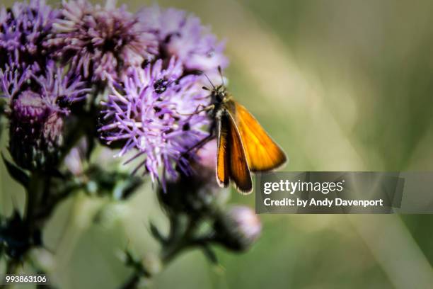 butterfly on a thistle in macro - davenport stock pictures, royalty-free photos & images