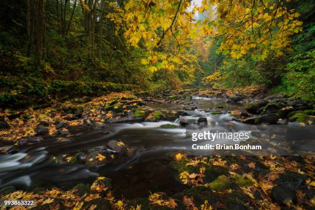 autumn stream - bonham stock pictures, royalty-free photos & images