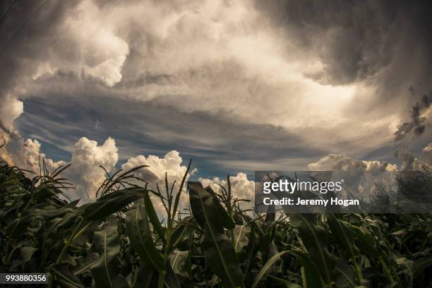 thunderstorm clouds pass over the indiana sky and cornfields in july - jeremy hogan foto e immagini stock