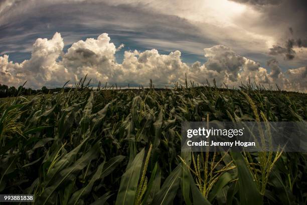 thunderstorm clouds pass over the indiana sky and cornfields in july - jeremy hogan foto e immagini stock