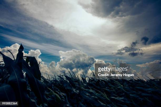 thunderstorm clouds pass over the indiana sky and cornfields in july - jeremy hogan foto e immagini stock