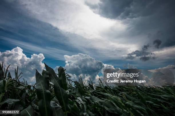 thunderstorm clouds pass over the indiana sky and cornfields in july - jeremy hogan stock pictures, royalty-free photos & images