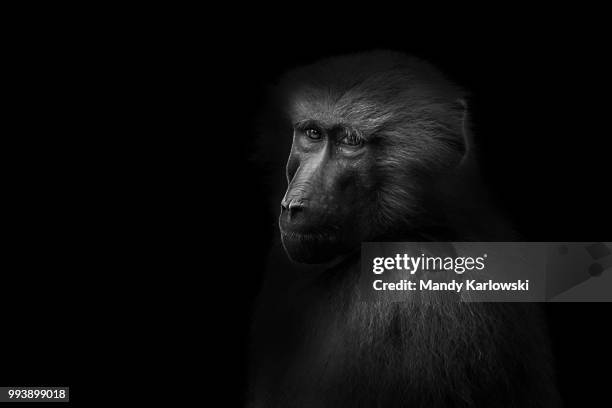 lost in thought - baboons stock-fotos und bilder