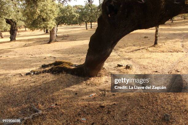 img_8908.jpg - eichenwäldchen stock-fotos und bilder