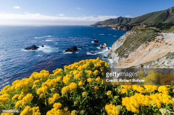 flowers overlook the pacific on california's sr1 - bohrer stockfoto's en -beelden