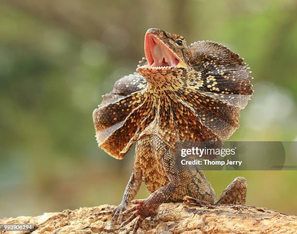 Lizard Photos and Premium High Res Pictures - Getty Images