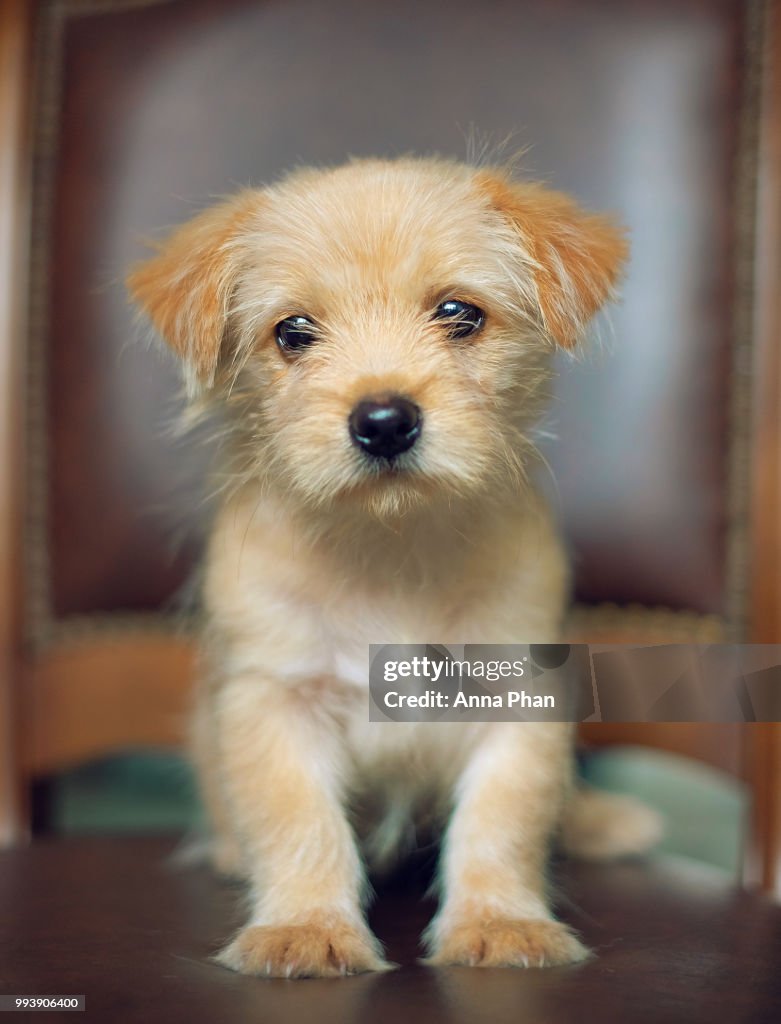 Pet Photography