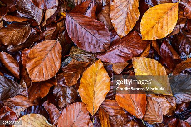 herbstlaub - herbstlaub stock pictures, royalty-free photos & images