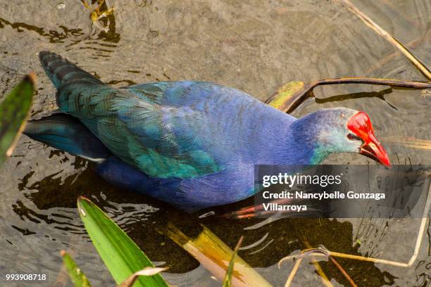 purple gallinule - nancybelle villarroya ストックフォトと画像