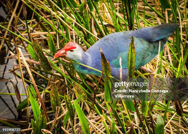 purple gallinule - nancybelle villarroya - fotografias e filmes do acervo