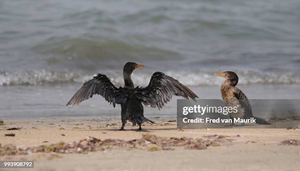 long-tailed cormorants - gambia stock pictures, royalty-free photos & images
