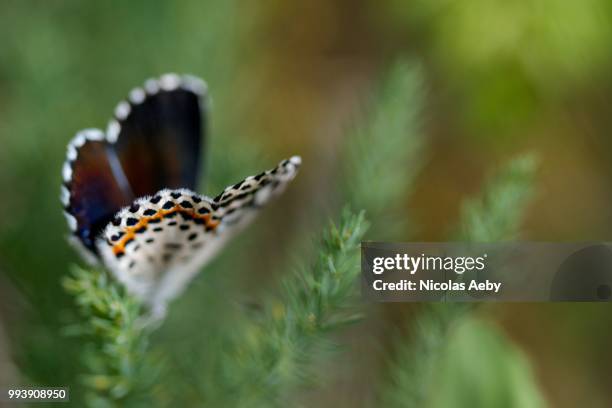 papillon - papillon stock pictures, royalty-free photos & images