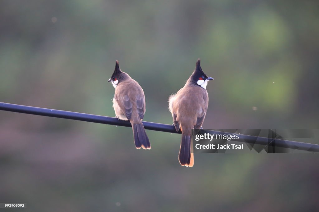 Pycnonotus jocosus Red whiskered Bulbul