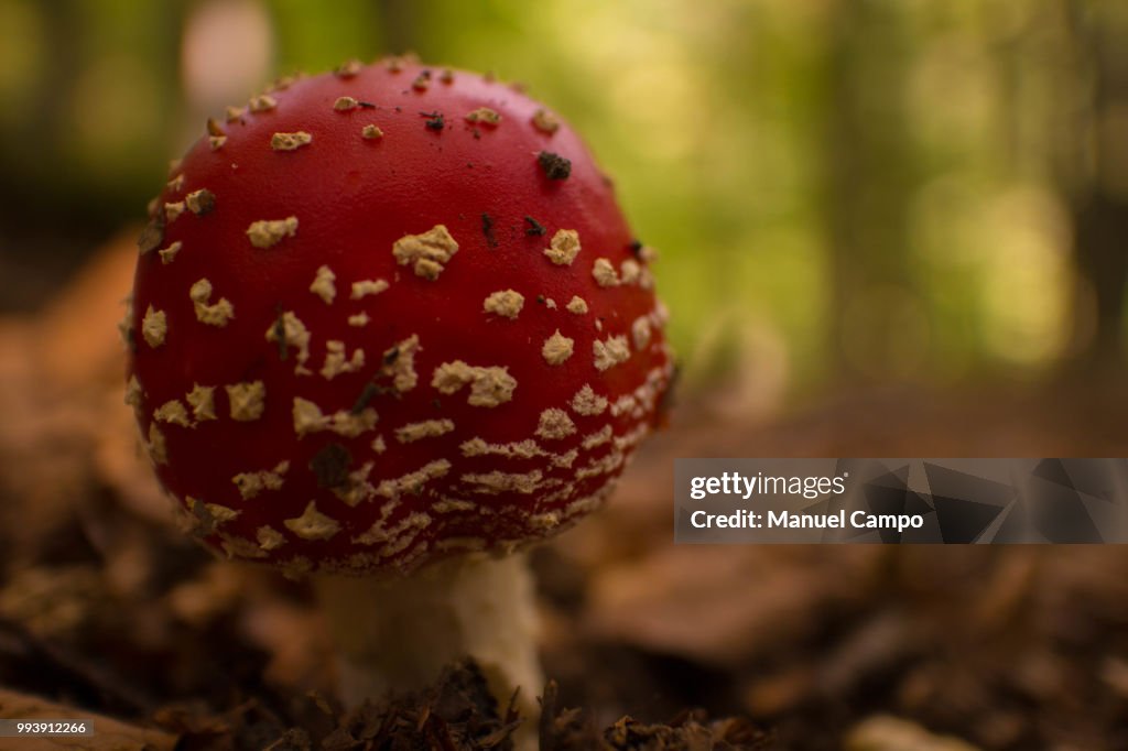 Amanita muscaria