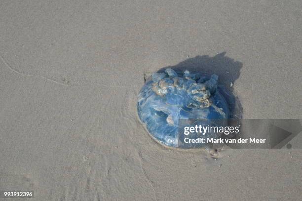 jellyfish - meer stock pictures, royalty-free photos & images