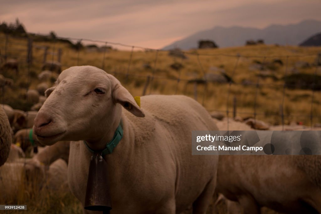 Funny sheep
