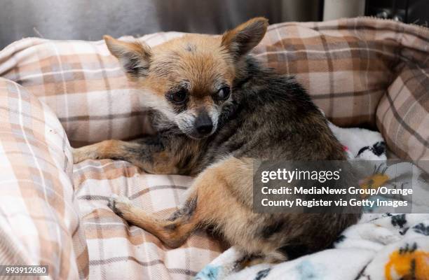 This Red Chihuahua waits for its owner at OC Animal Care in Tustin on Thursday, July 5, 2018. The shelter gets dogs that run away from the excitement...