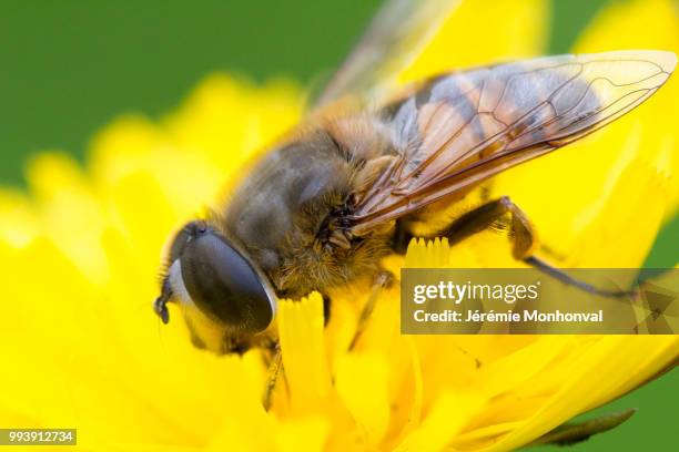 abeille sauvage - abeille 個照片及圖片檔