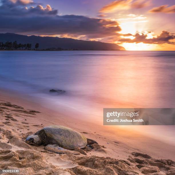 a sea turtle on a beach at sunset. - turtle beach stock pictures, royalty-free photos & images