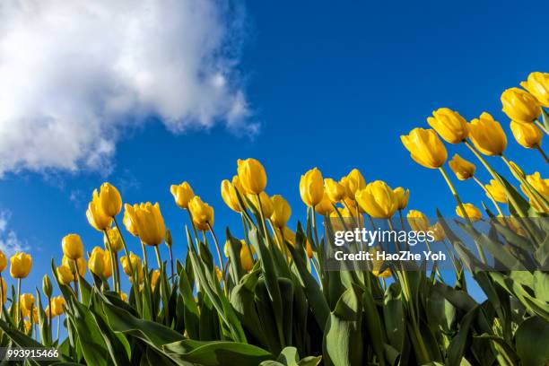 yellow tulips - tulip stock pictures, royalty-free photos & images