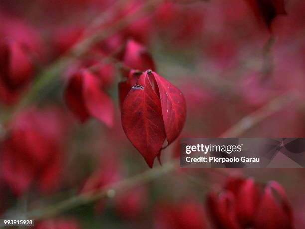 the leaf (or two) in red - garau stock pictures, royalty-free photos & images