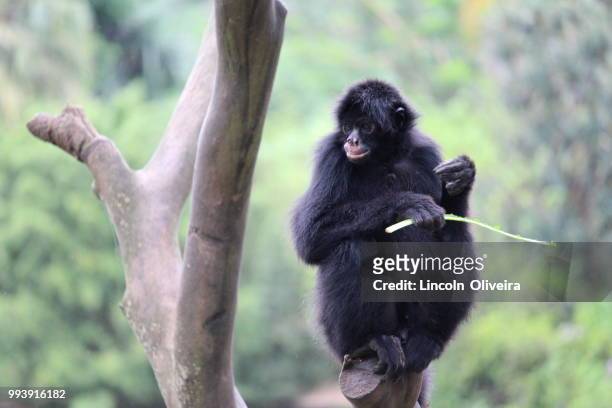 Macaco Aranha High-Res Stock Photo - Getty Images